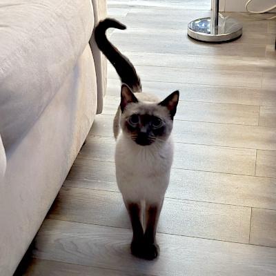 Lizzie, an adopted mixed breed in Mississauga, ON image 4/4