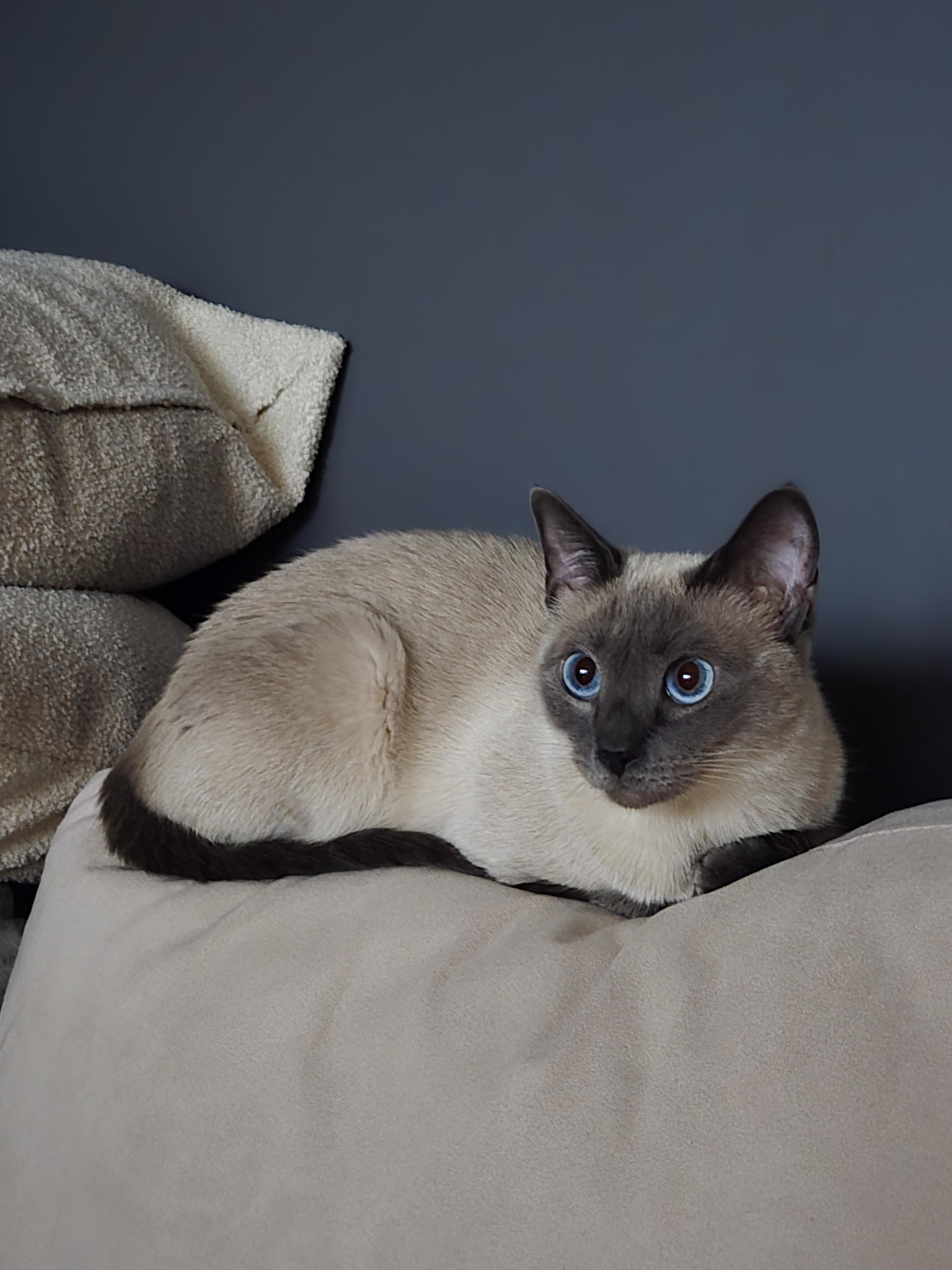 Lizzie, an adopted mixed breed in Mississauga, ON image 2/4