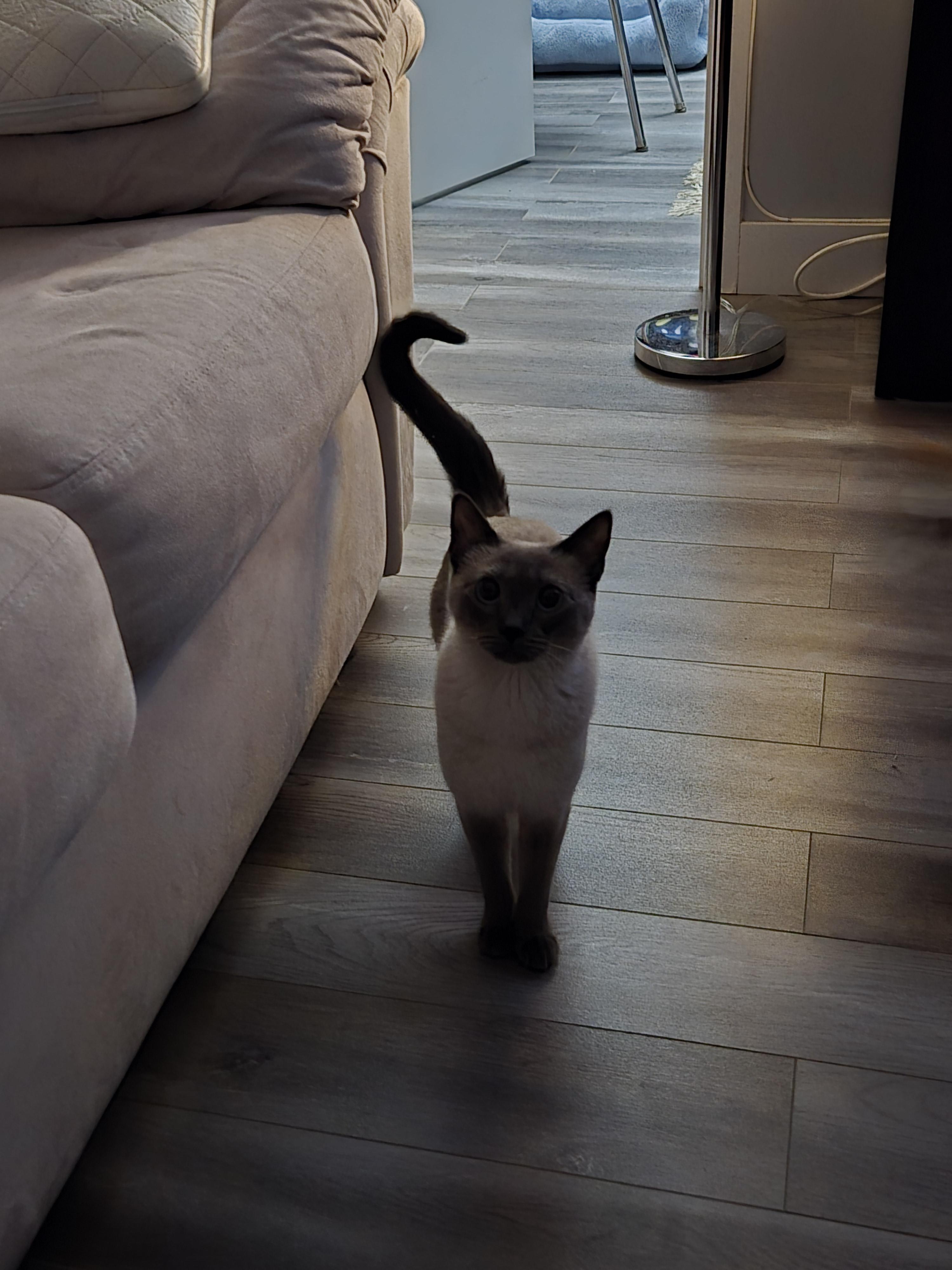 Lizzie, adopted, Adult Female Siamese.