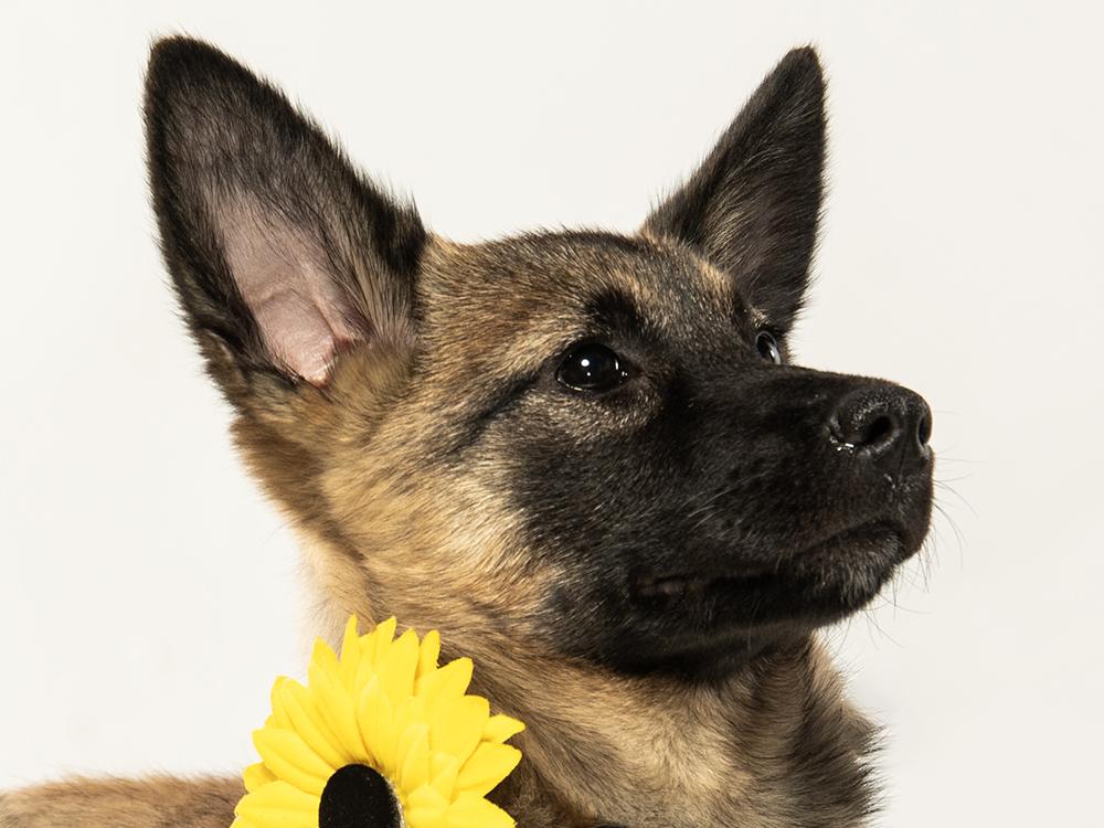 Enlarge Cammie, an adopted mixed breed in Union, CT image 4/5