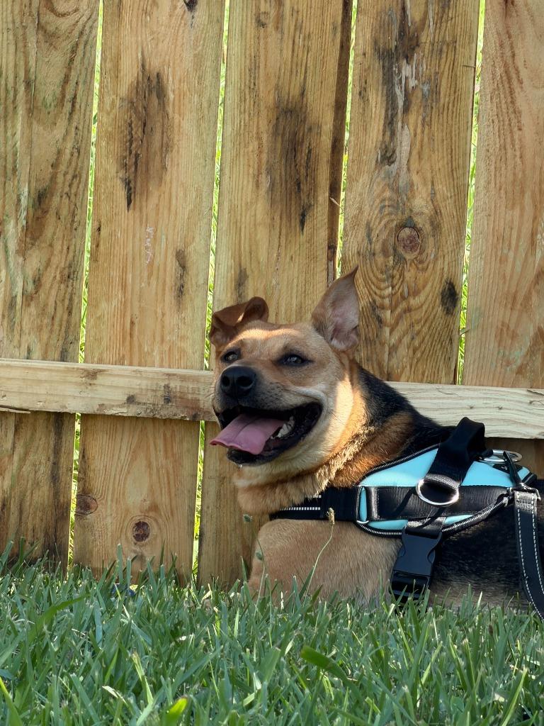 Jesse, a Adoptable mixed breed in Centralia, IL image 1/3