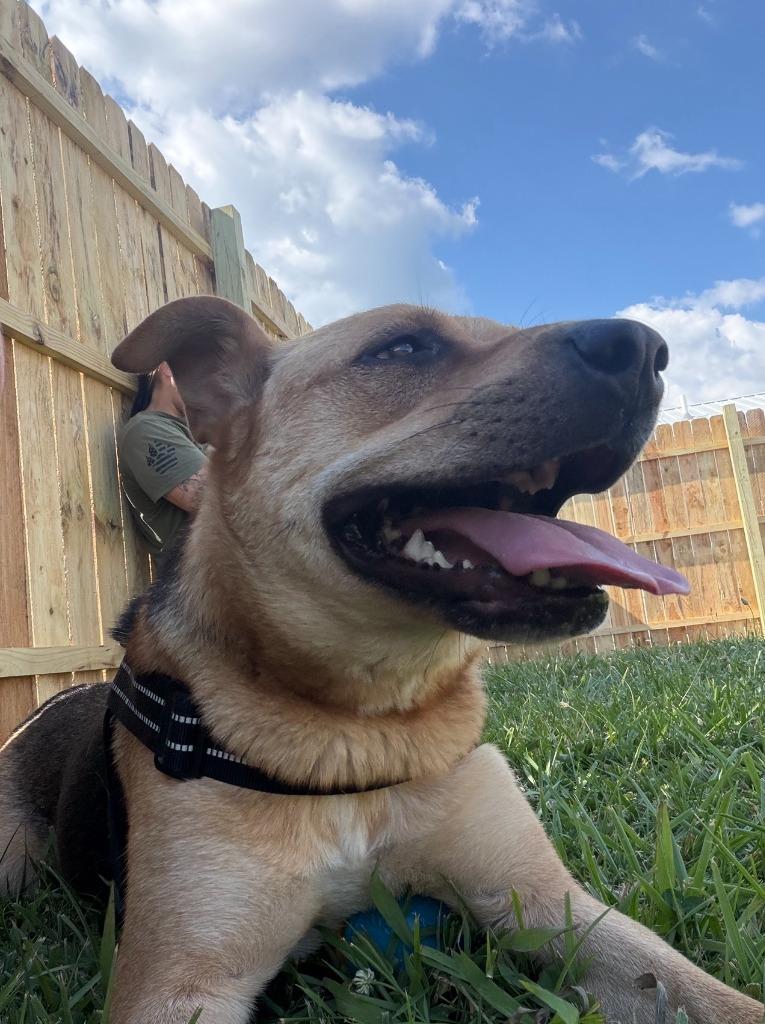 Jesse, a Adoptable mixed breed in Centralia, IL image 2/3