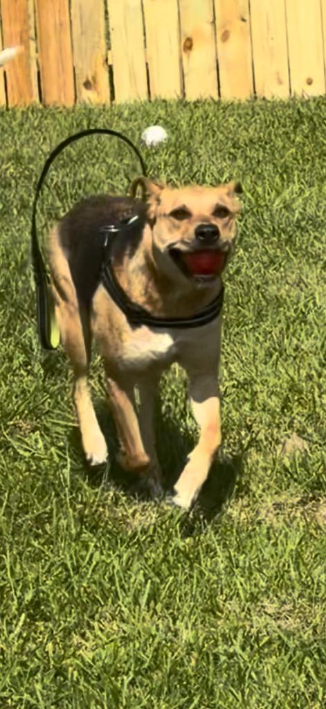 Jesse, a Adoptable mixed breed in Centralia, IL image 3/3