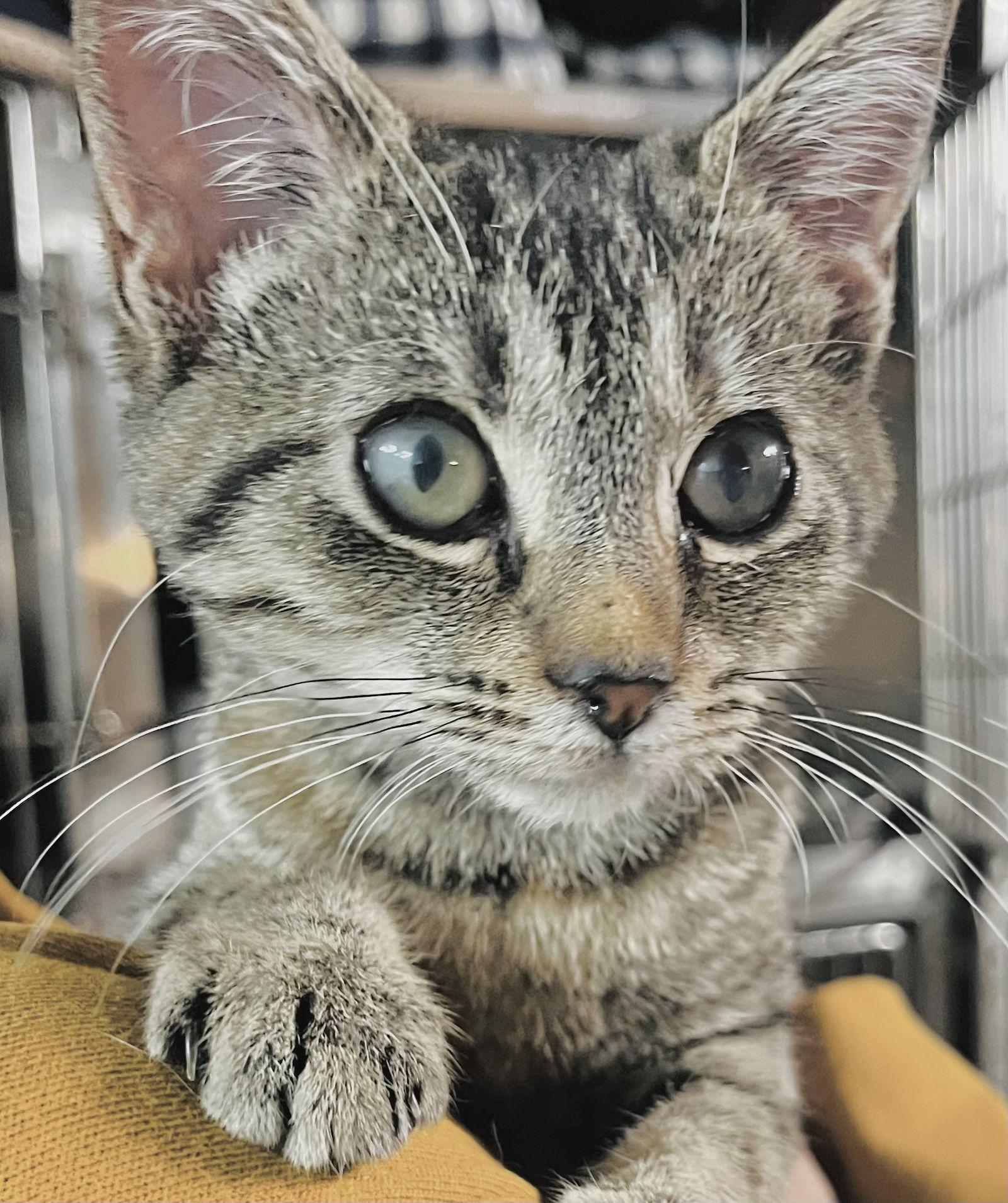 Enlarge Matilda, a Adoptable Domestic Short Hair in Chatsworth, GA image 1/1