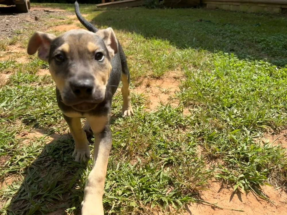 Enlarge Goose, a Adoptable mixed breed in Milton, GA image 1/6