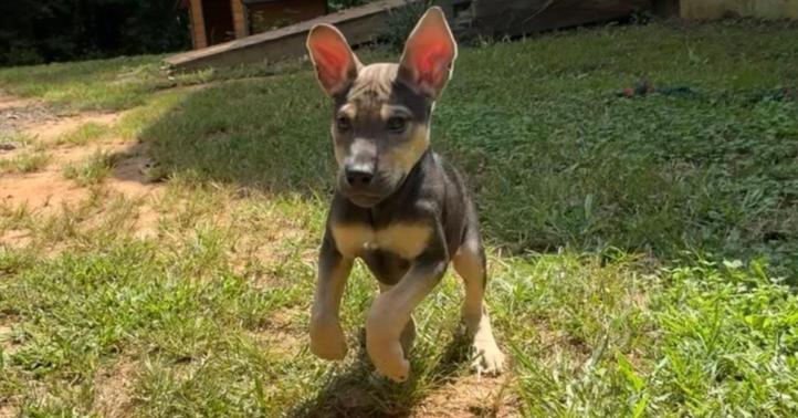 Enlarge Goose, a Adoptable mixed breed in Milton, GA image 1/6