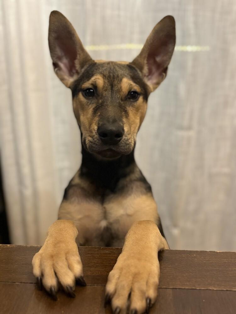 Goose, Adoptable, Puppy Male Shepherd.