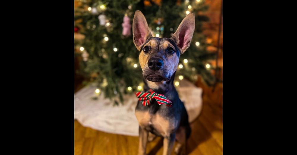 Enlarge Goose, a Adoptable mixed breed in Milton, GA image 5/6