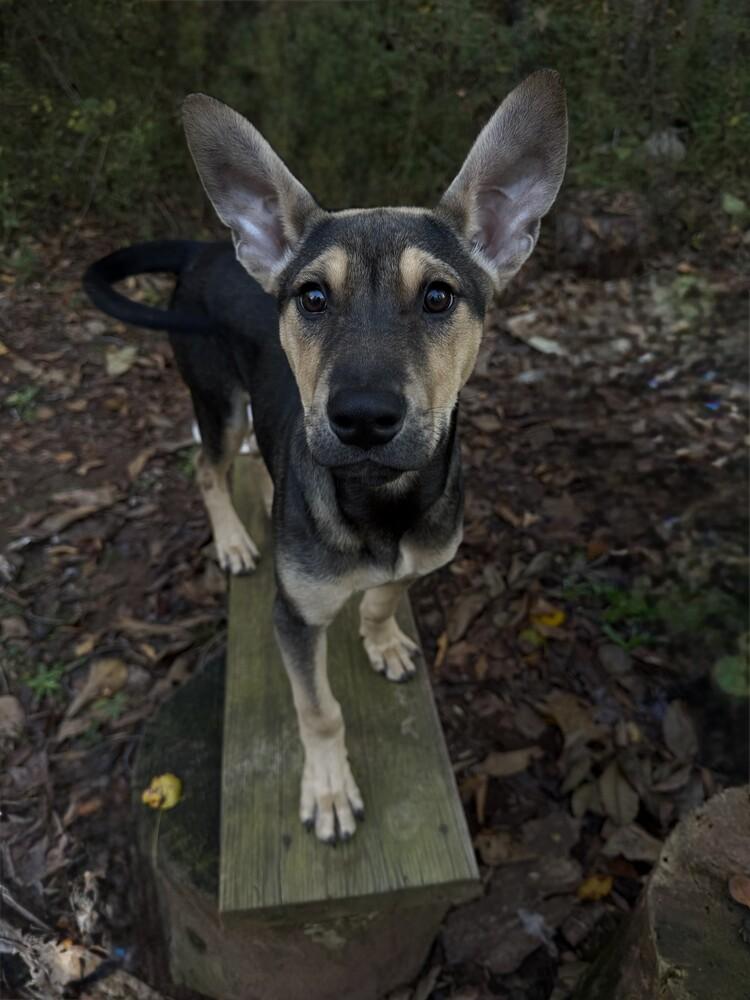 Enlarge Goose, a Adoptable mixed breed in Milton, GA image 6/6