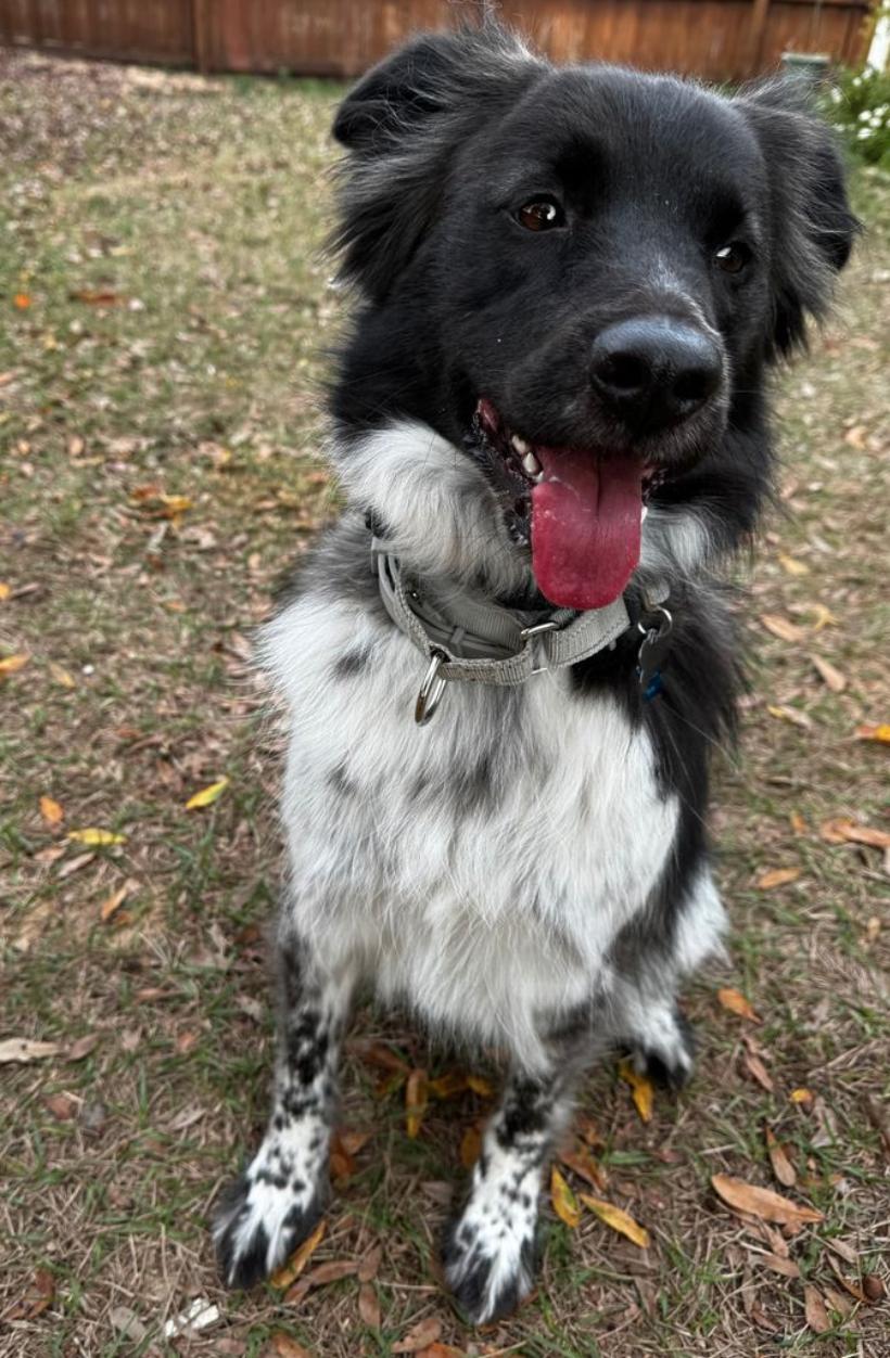 Enlarge Chuy, a Adoptable mixed breed in Osteen, FL image 1/3