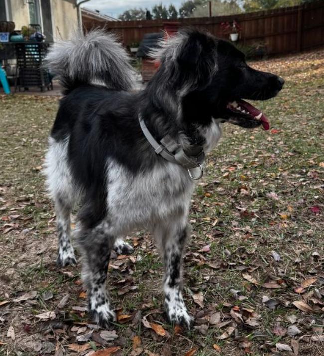 Enlarge Chuy, a Adoptable mixed breed in Osteen, FL image 2/3