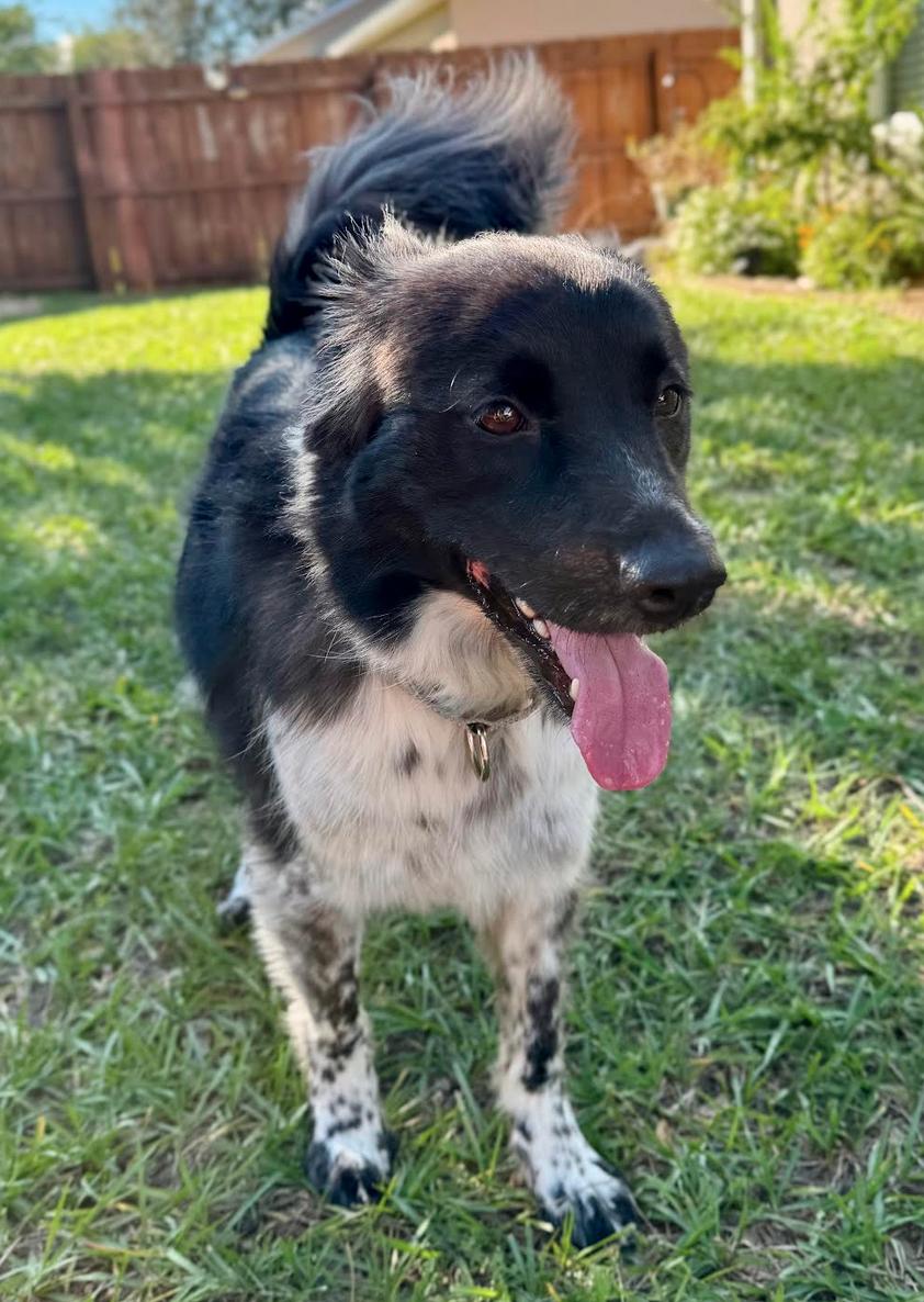 Enlarge Chuy, a Adoptable mixed breed in Osteen, FL image 3/3