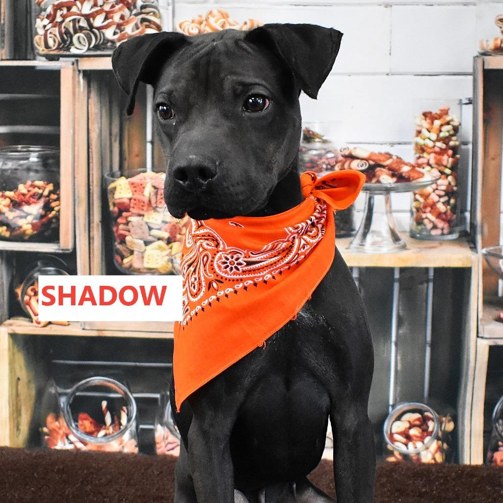 Enlarge Shadow, a Adoptable Mixed Breed in Yuma, AZ image 1/4
