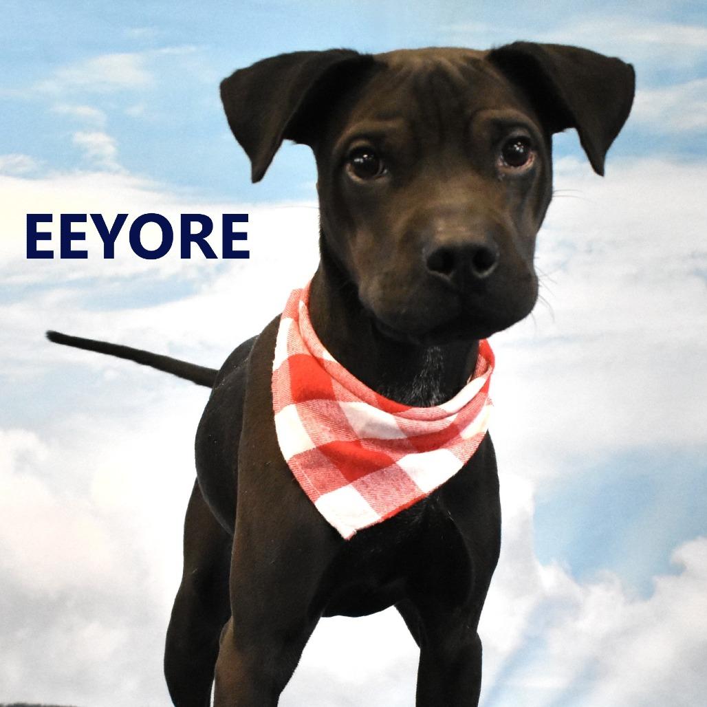 Enlarge Shadow, a Adoptable Mixed Breed in Yuma, AZ image 2/4