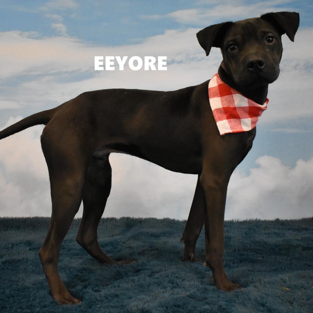 Enlarge Shadow, a Adoptable Mixed Breed in Yuma, AZ image 3/4