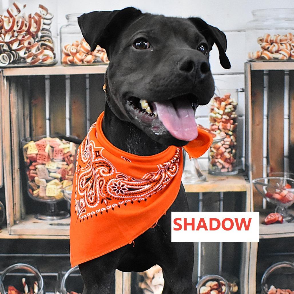Enlarge Shadow, a Adoptable Mixed Breed in Yuma, AZ image 4/4