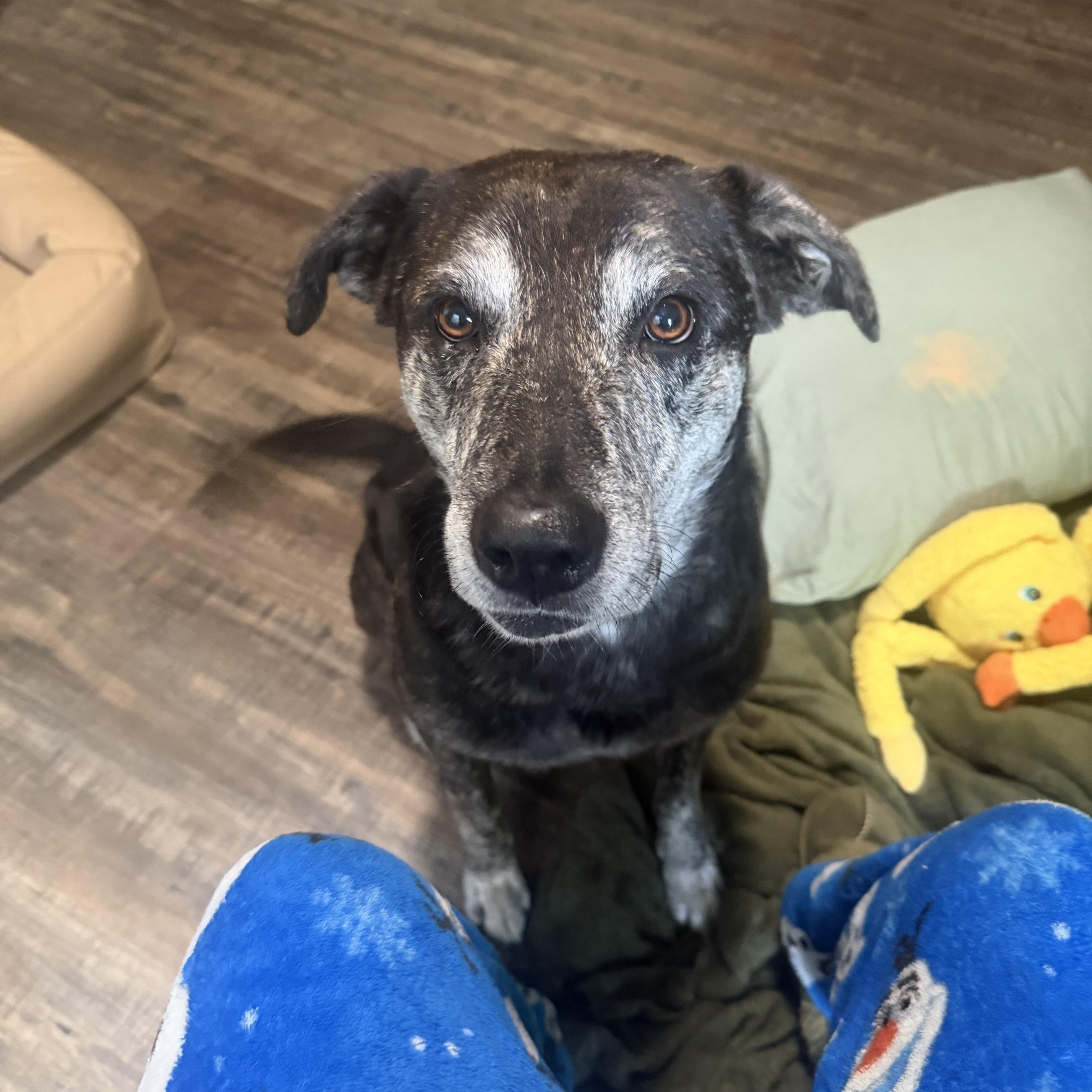 Enlarge Gus-Gus, a Adoptable mixed breed in Des Moines, WA image 2/6