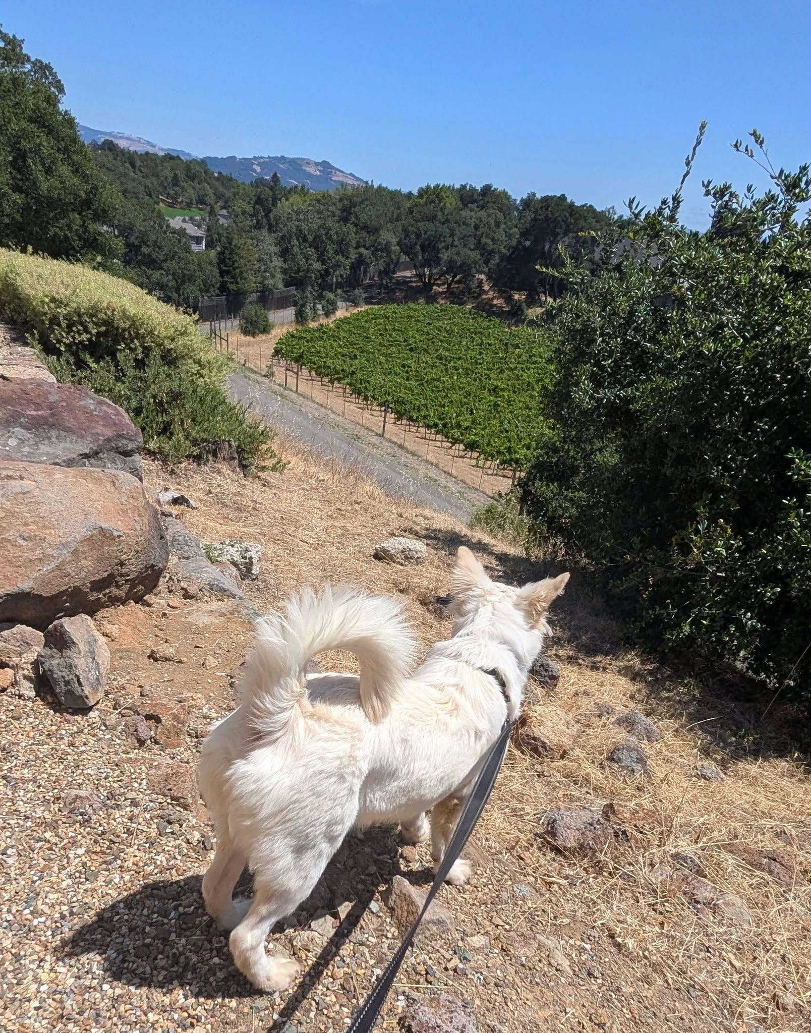Sugar, an adopted mixed breed in Santa Rosa, CA image 4/6