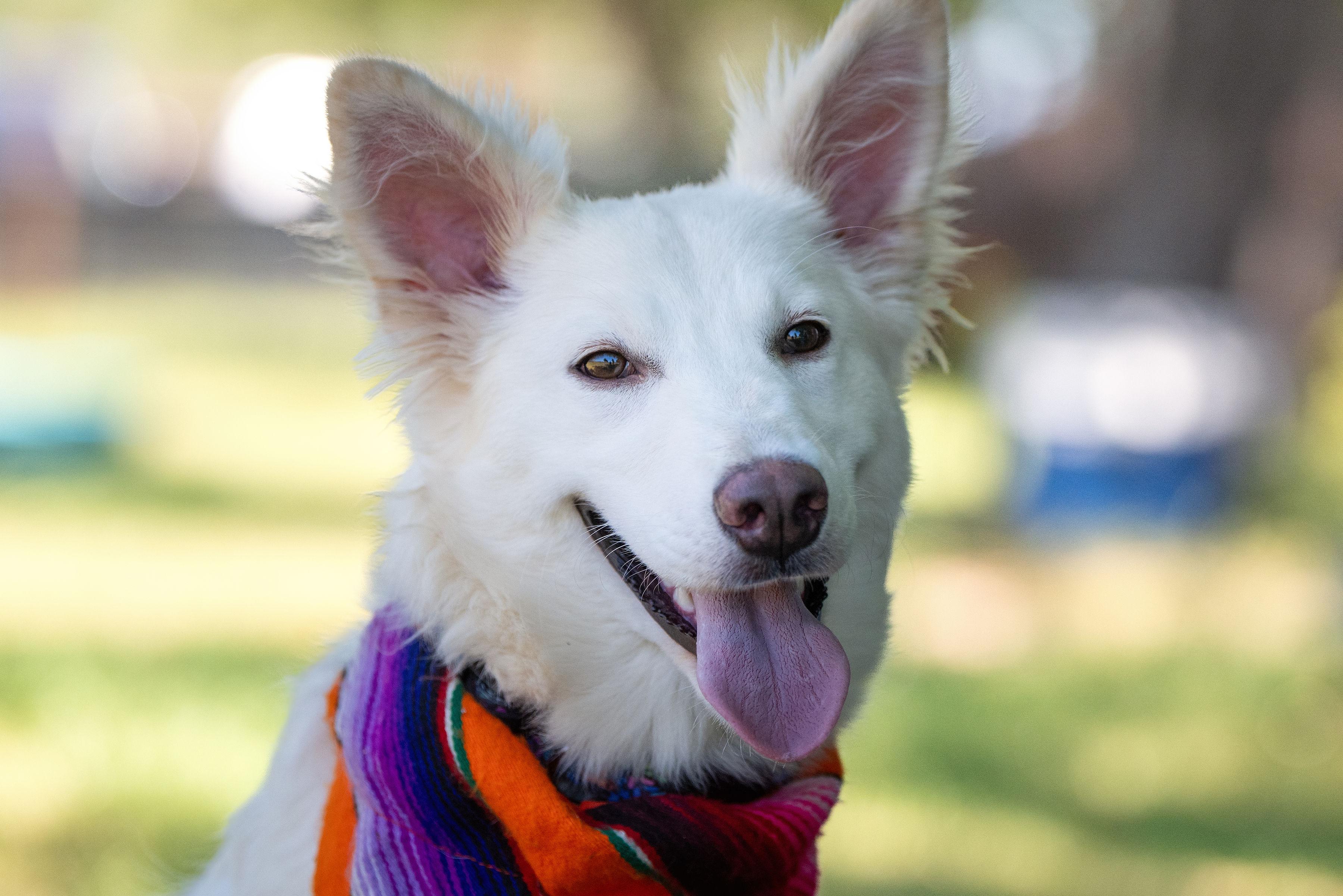 Sugar, adopted, Young Female Collie & Shepherd.