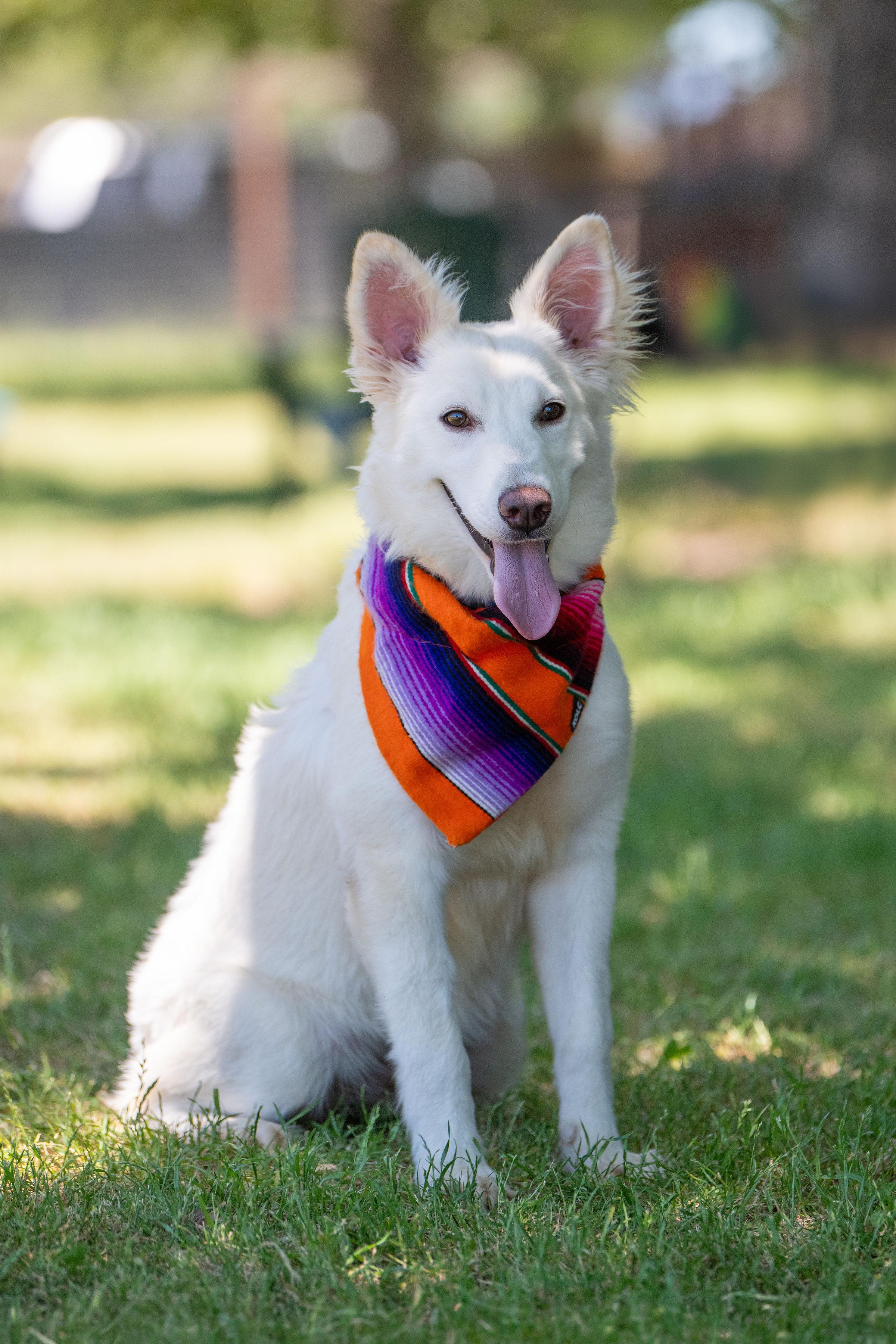 Sugar, an adopted mixed breed in Santa Rosa, CA image 6/6