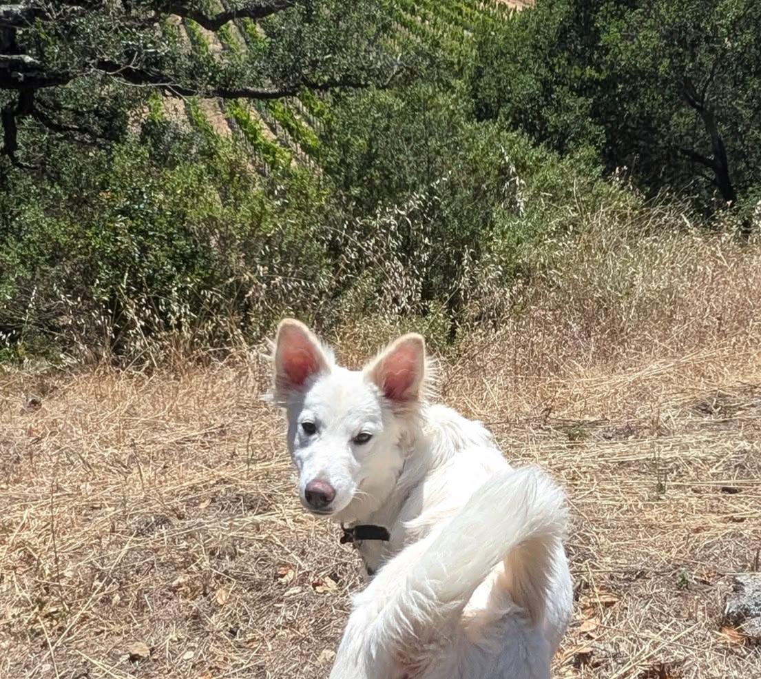 Sugar, an adopted mixed breed in Santa Rosa, CA image 2/6