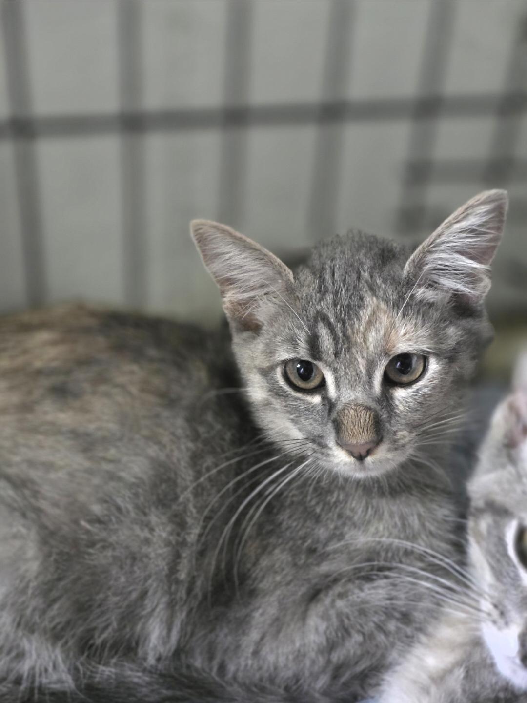 Enlarge Kumquat, a Adoptable Domestic Medium Hair in Lincoln, NE image 4/6