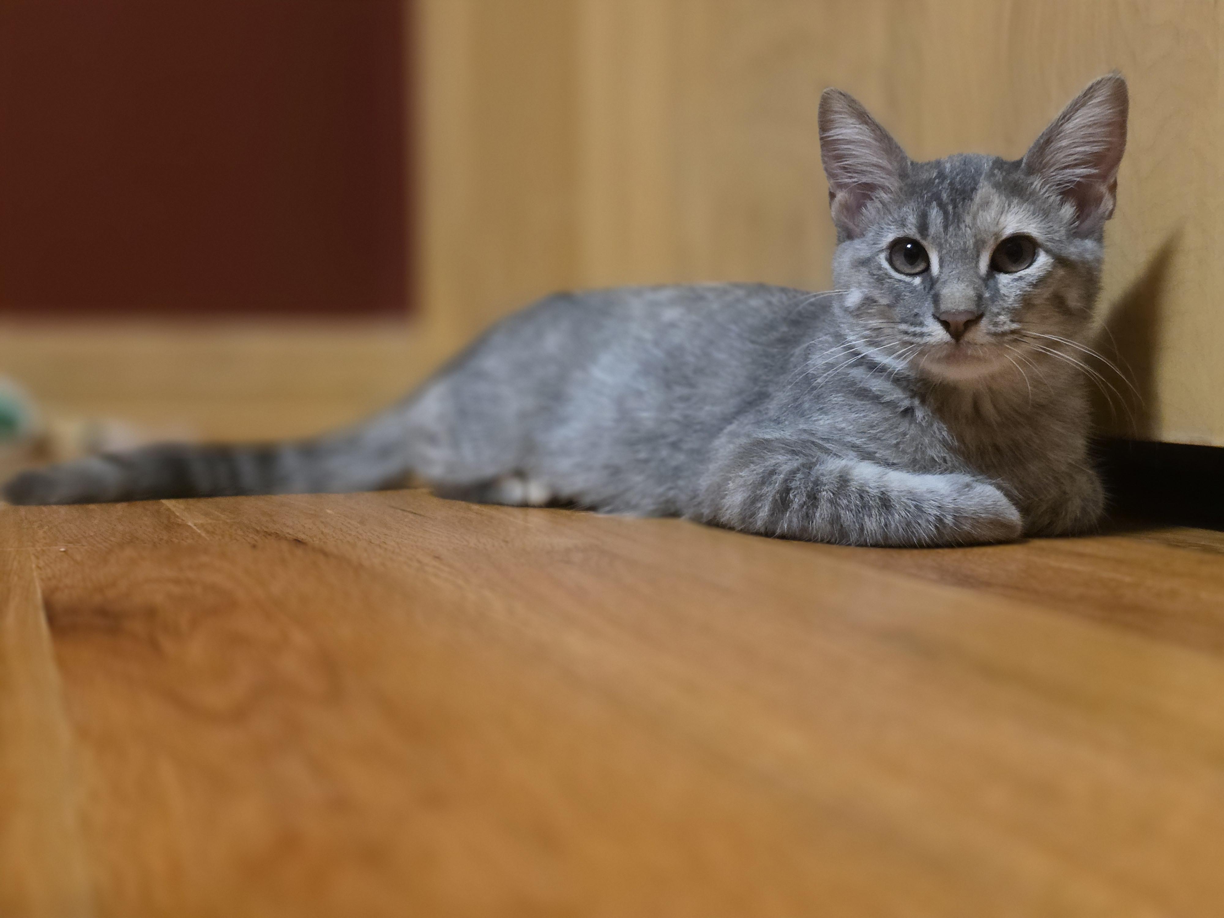 Enlarge Kumquat, a Adoptable Domestic Medium Hair in Lincoln, NE image 3/6