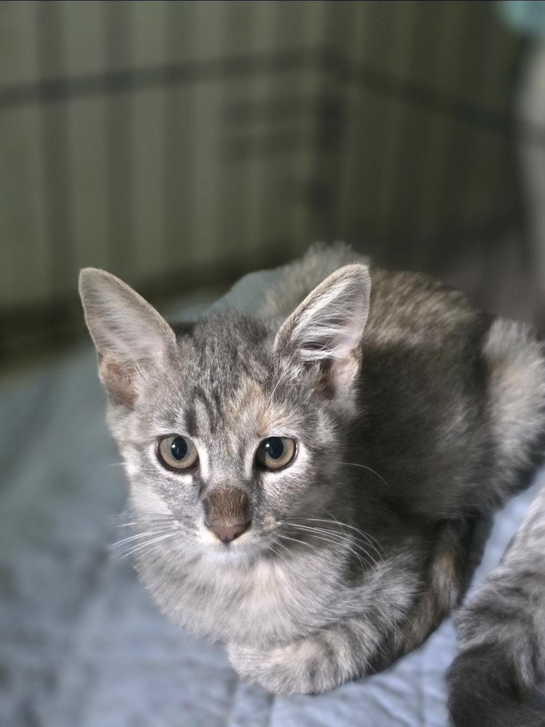 Enlarge Kumquat, a Adoptable Domestic Medium Hair in Lincoln, NE image 6/6