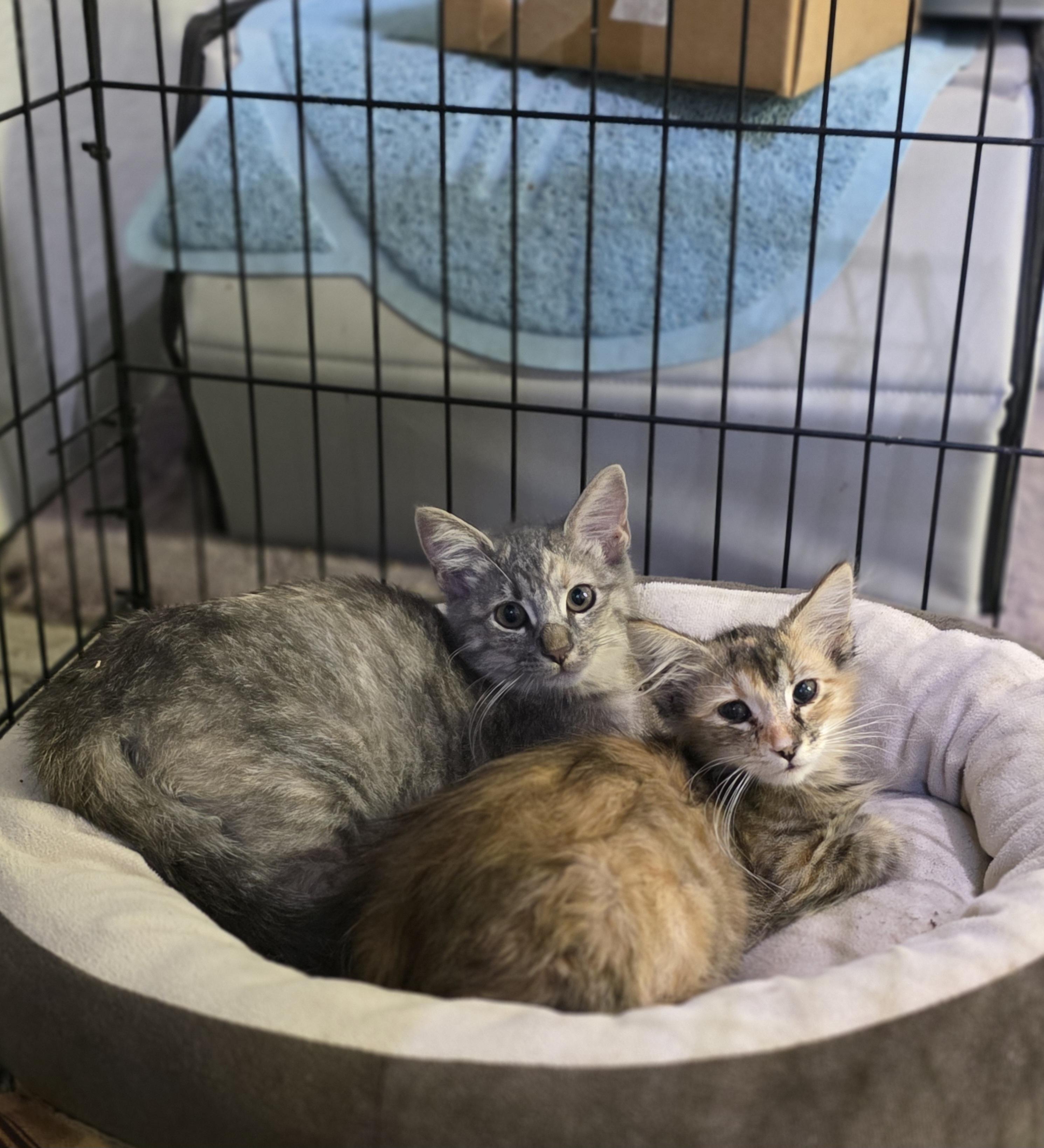 Enlarge Kumquat, a Adoptable Domestic Medium Hair in Lincoln, NE image 2/6