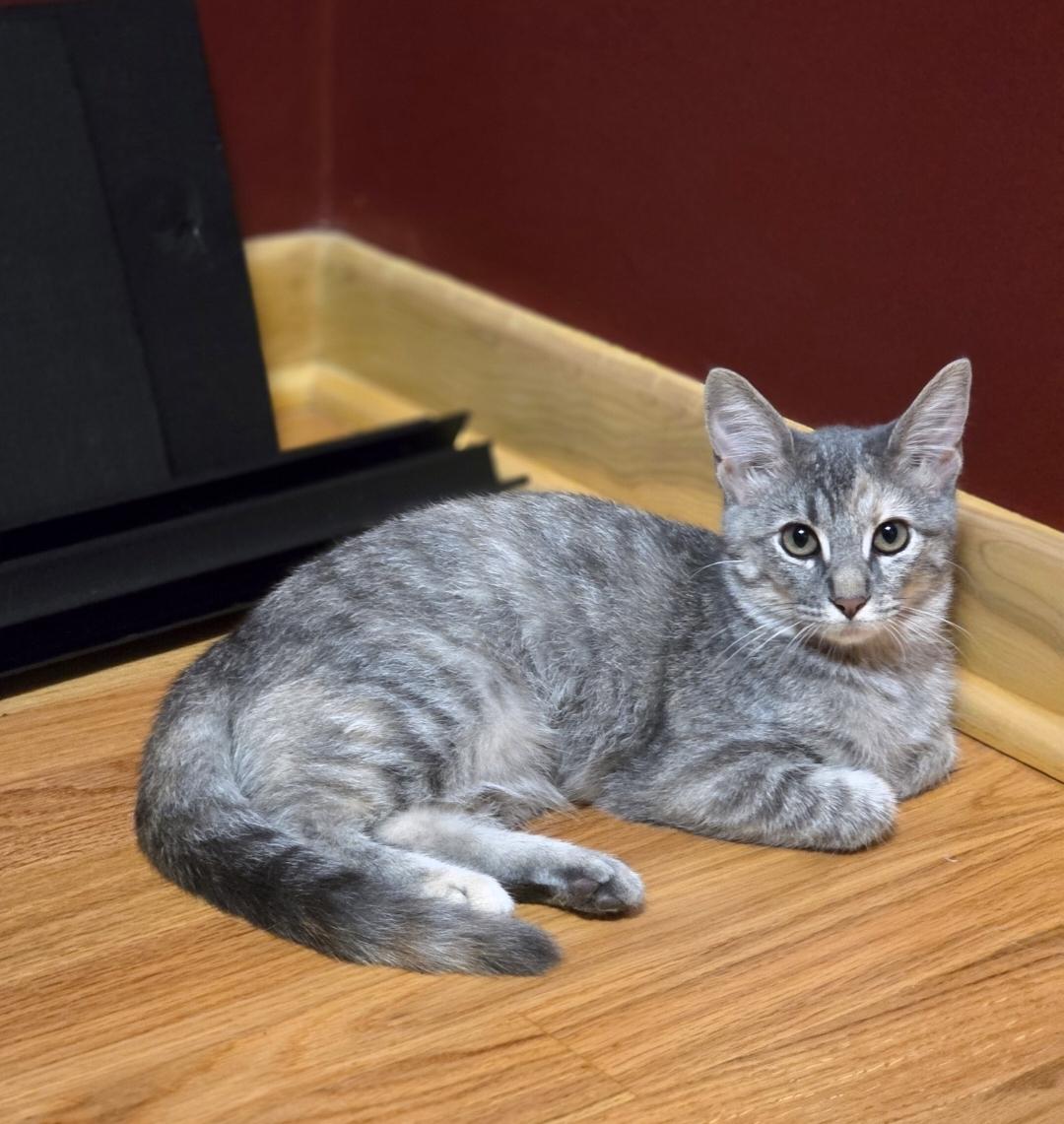 Enlarge Kumquat, a Adoptable Domestic Medium Hair in Lincoln, NE image 5/6