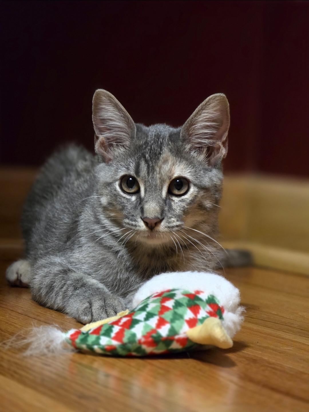 Kumquat, Adoptable, Kitten Female Domestic Medium Hair.