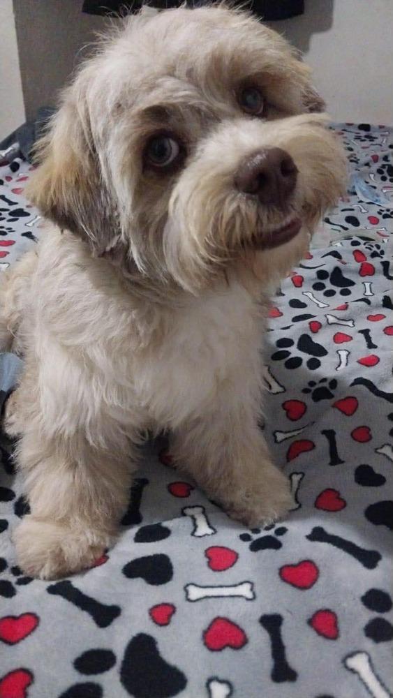 Happy, a Adoptable mixed breed in Escondido, CA image 1/3