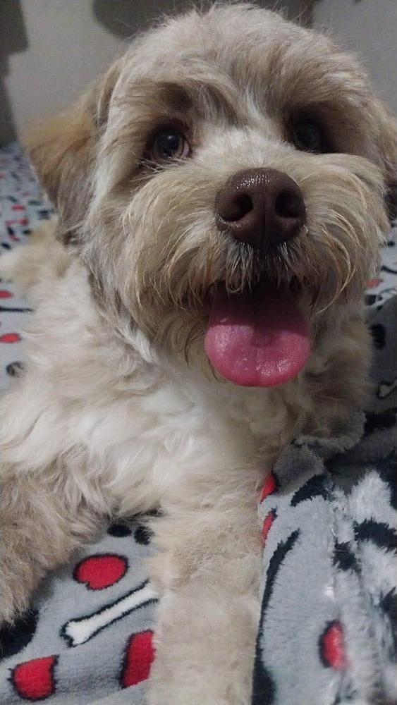 Happy, a Adoptable mixed breed in Escondido, CA image 2/3