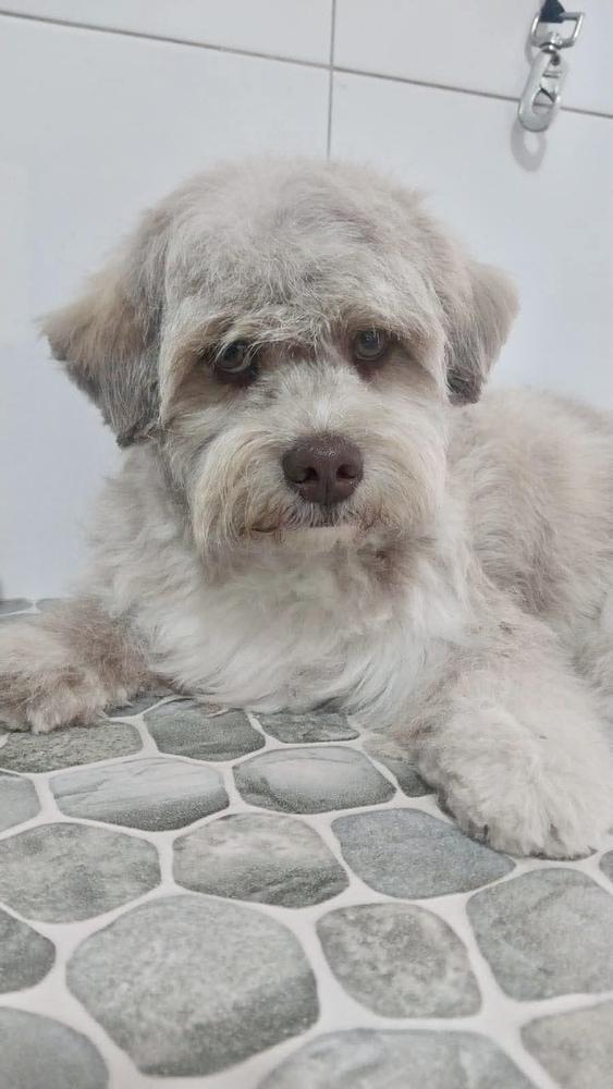 Happy, a Adoptable mixed breed in Escondido, CA image 3/3