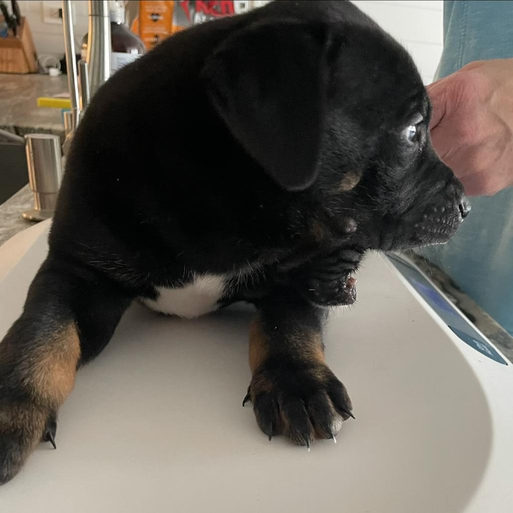 Xavier, Adoptable, Puppy Male Terrier & Mixed Breed.