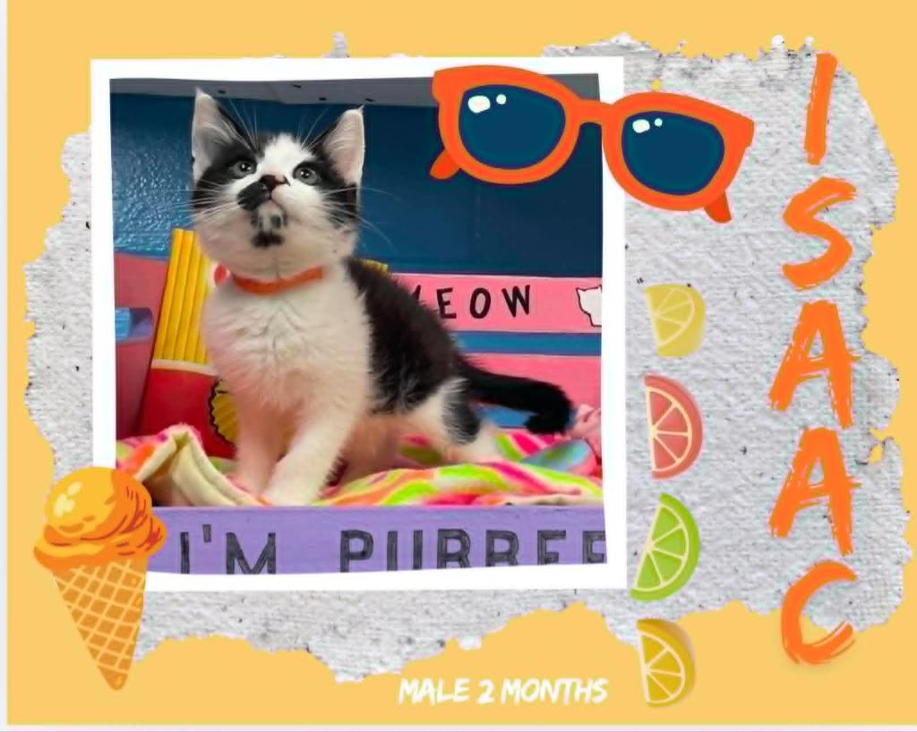 Enlarge Issac, a Adoptable mixed breed in Blountville, TN image 1/1