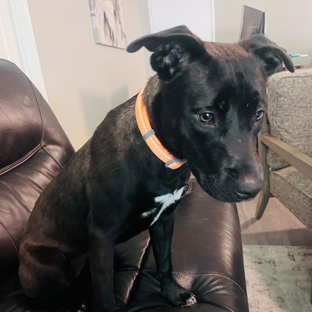 Miss Lexie, Adoptable, Young Female American Staffordshire Terrier & Labrador Retriever.