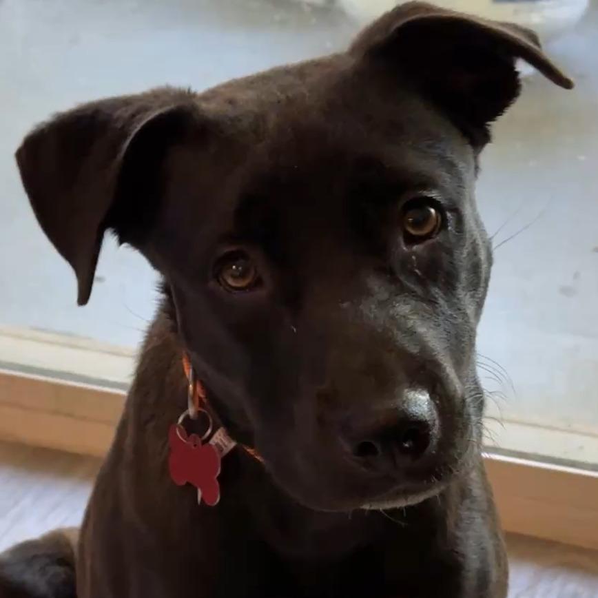 Miss Lexie, a Adoptable mixed breed in Bulverde, TX image 2/6