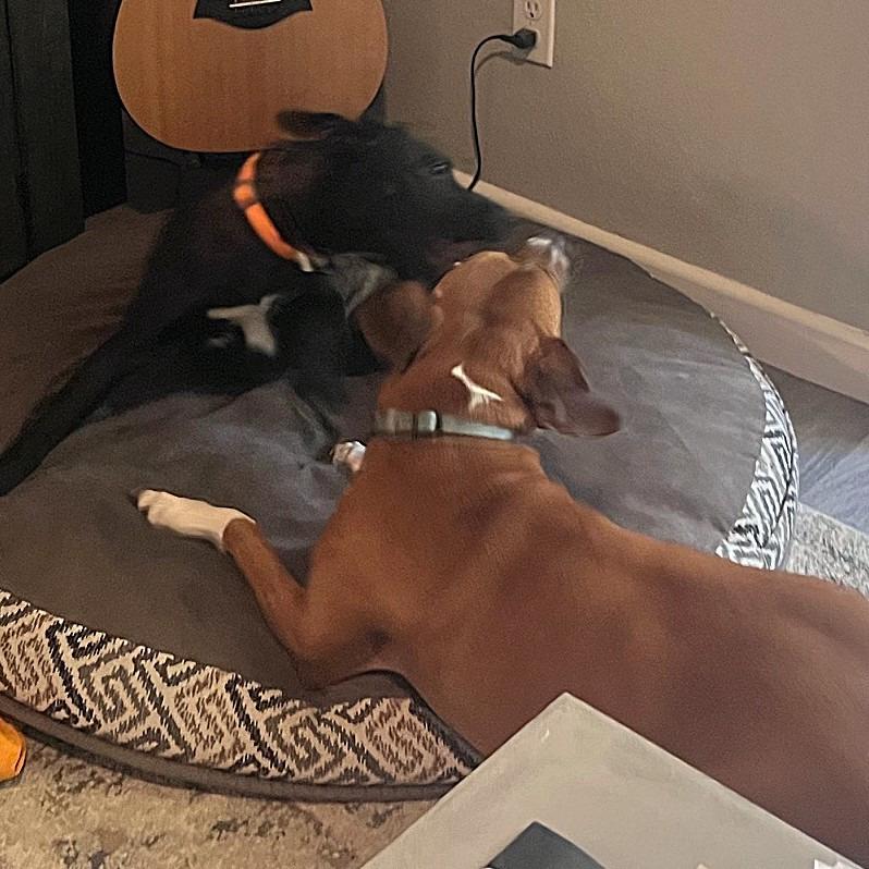 Miss Lexie, a Adoptable mixed breed in Bulverde, TX image 3/6