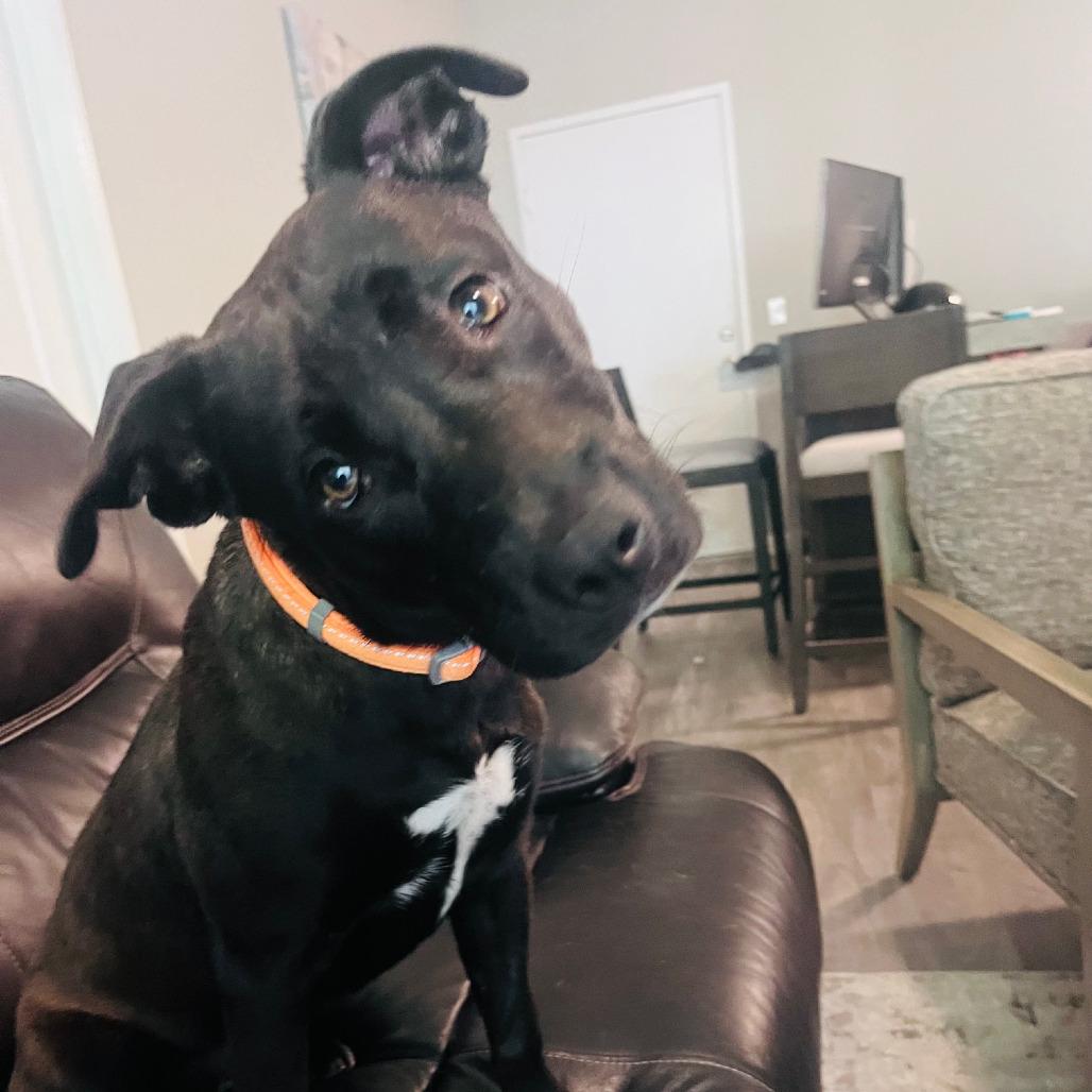 Miss Lexie, a Adoptable mixed breed in Bulverde, TX image 5/6