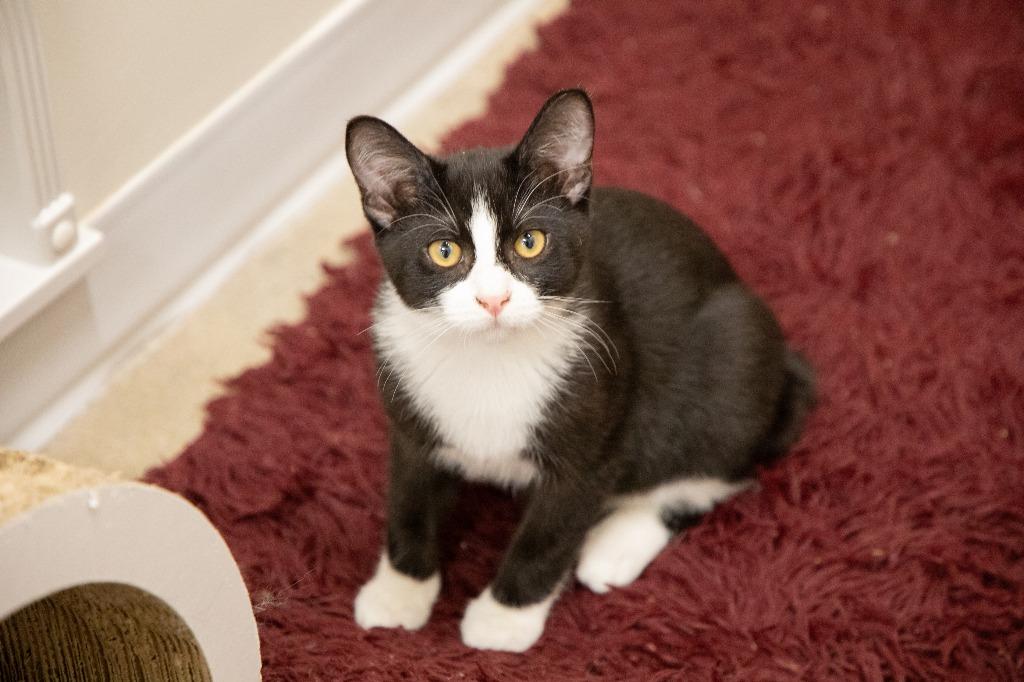 Hopper, Adoptable, Kitten Male Domestic Short Hair.