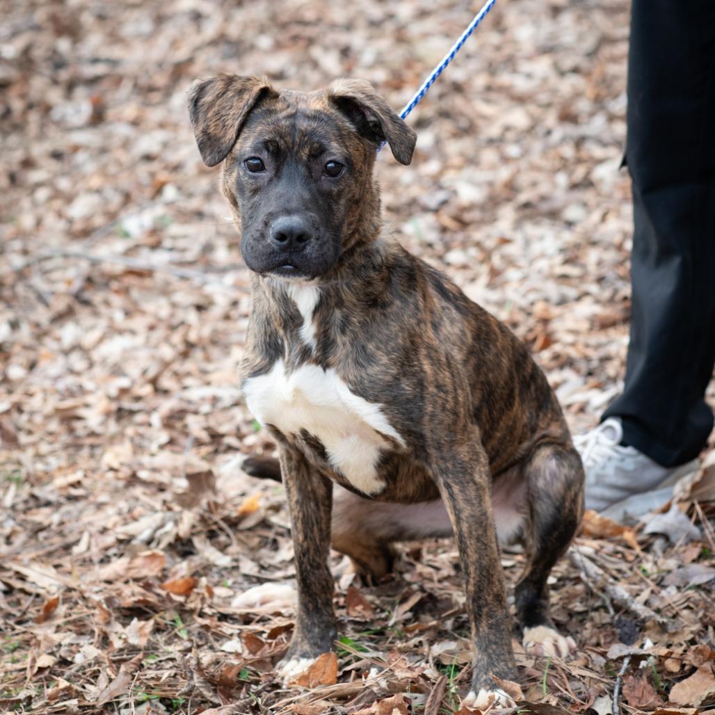 GIGI-30455, Adoptable, Adult Female Terrier & Mixed Breed.