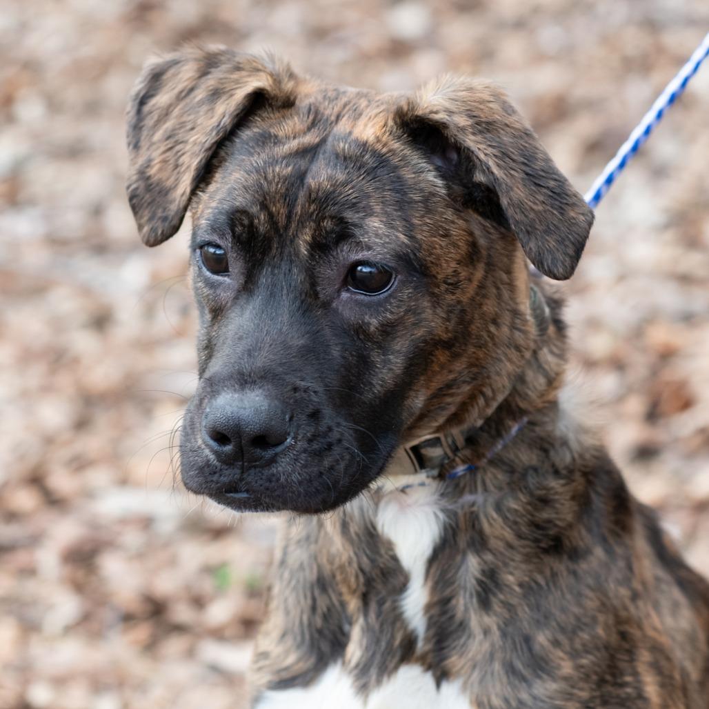 Enlarge GIGI-30455, a Adoptable mixed breed in Bartlett, TN image 2/2