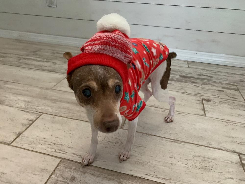 Enlarge Trixie, a Adoptable mixed breed in Melbourne Beach, FL image 1/2