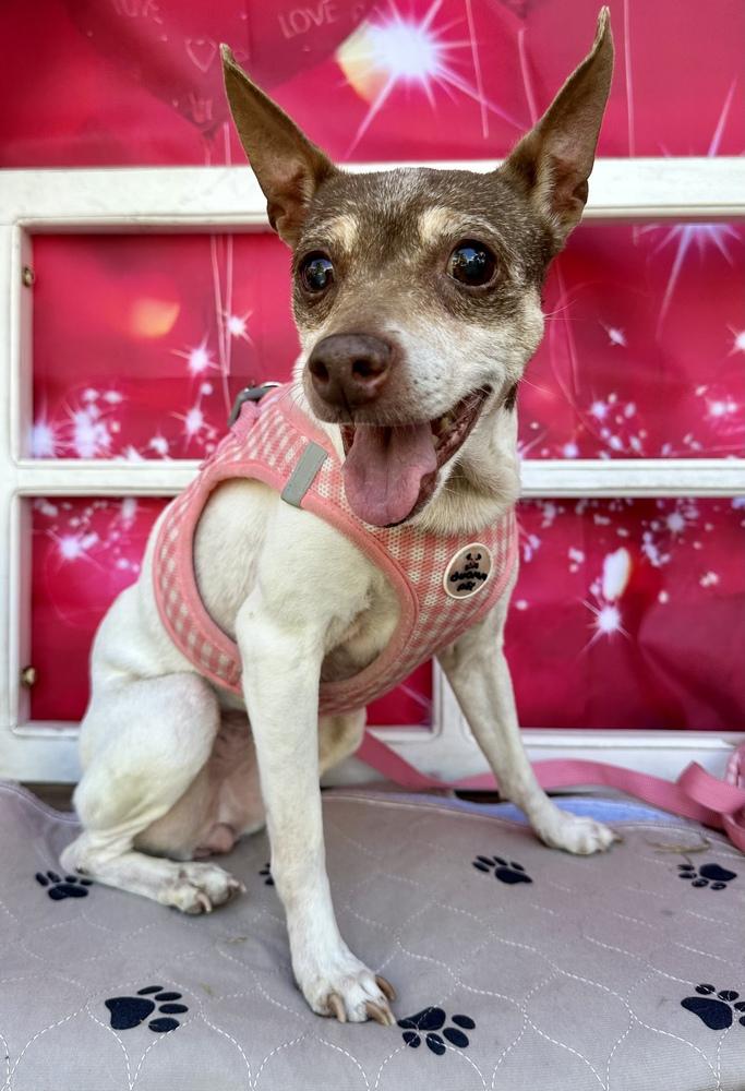 Enlarge Trixie, a Adoptable mixed breed in Melbourne Beach, FL image 3/5