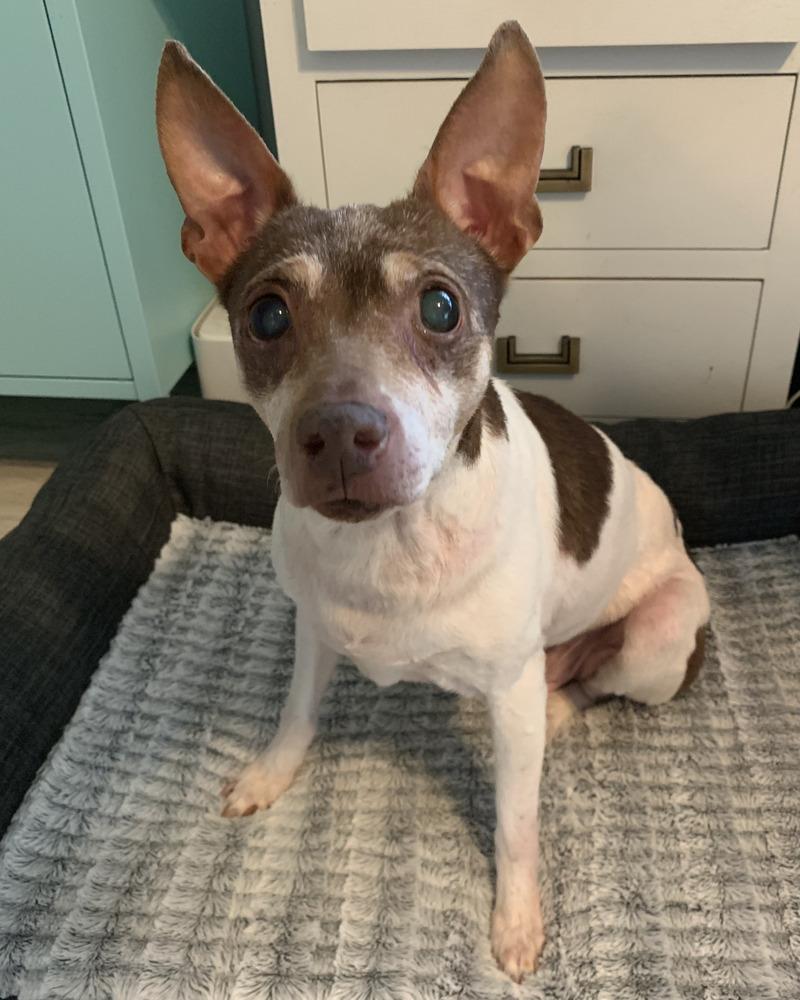 Enlarge Trixie, a Adoptable mixed breed in Melbourne Beach, FL image 2/2