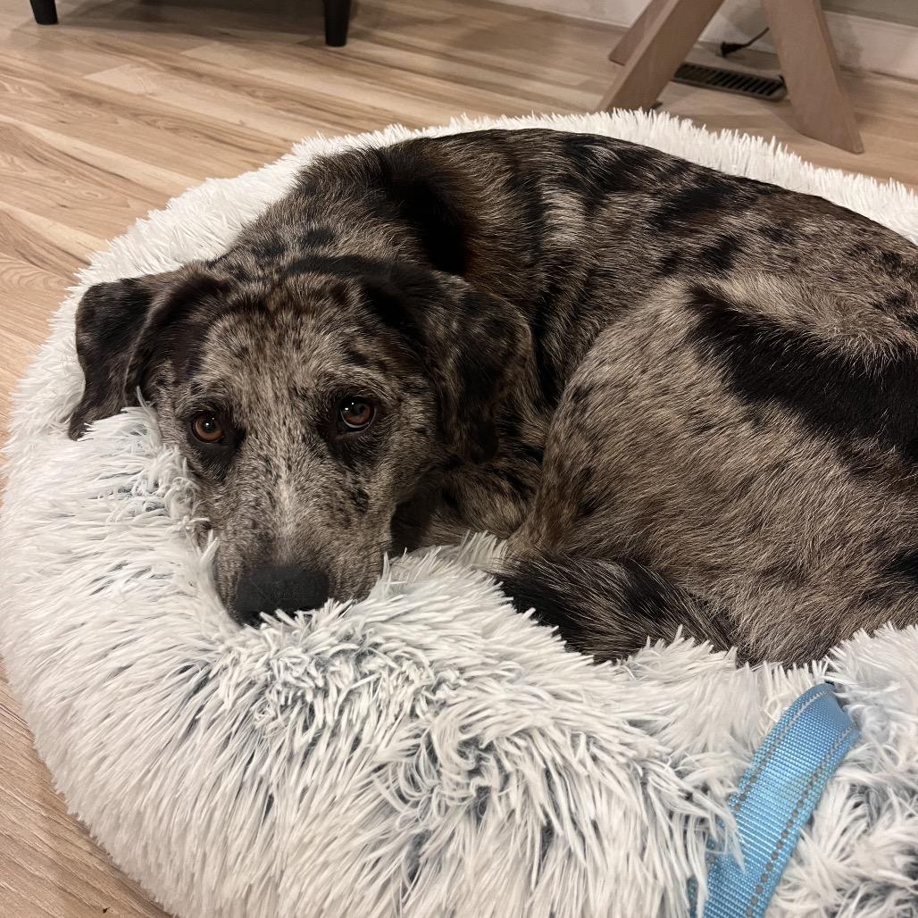 Enlarge Milo, a Adoptable Mixed Breed in Bentonville, AR image 1/6