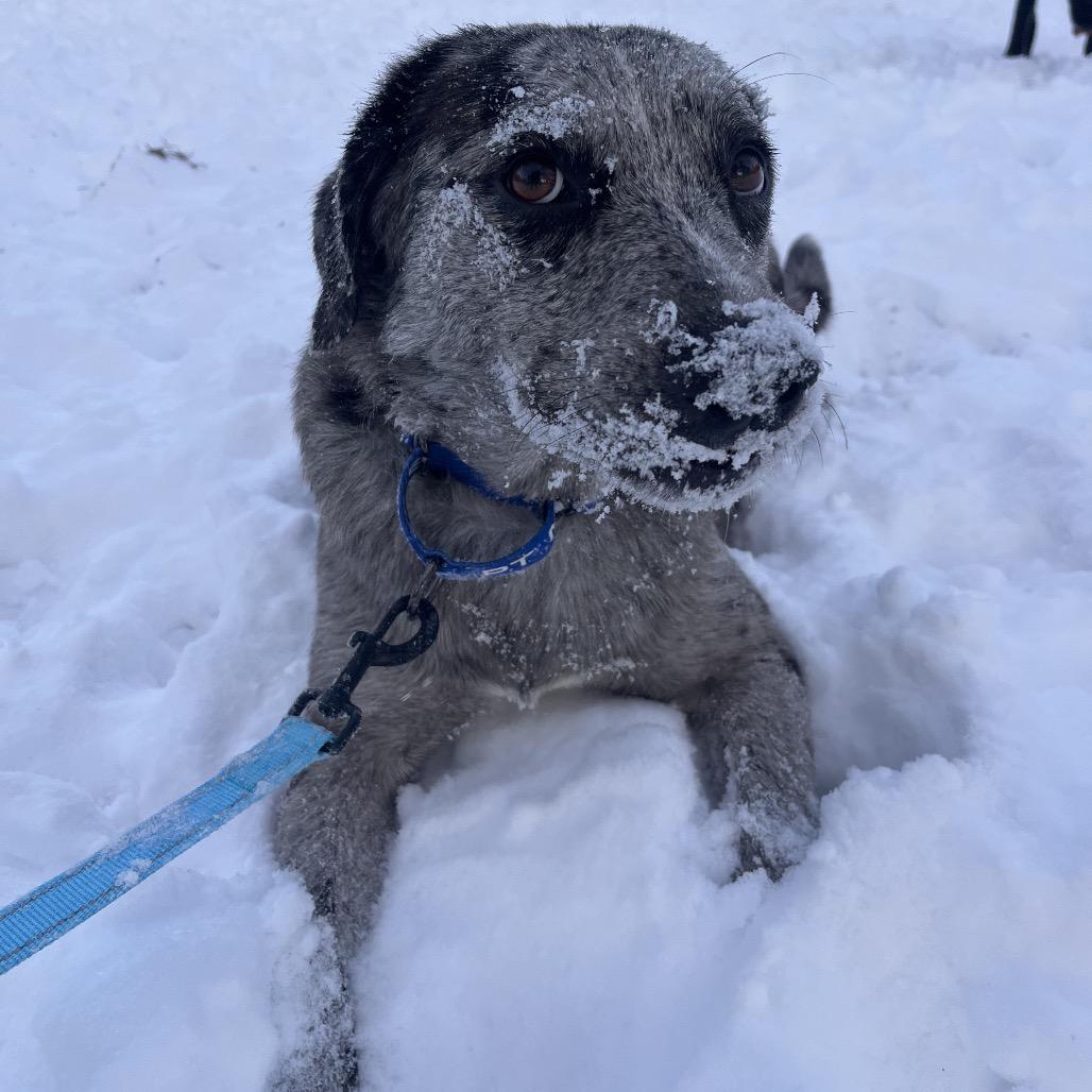 Enlarge Milo, a Adoptable Mixed Breed in Bentonville, AR image 2/6