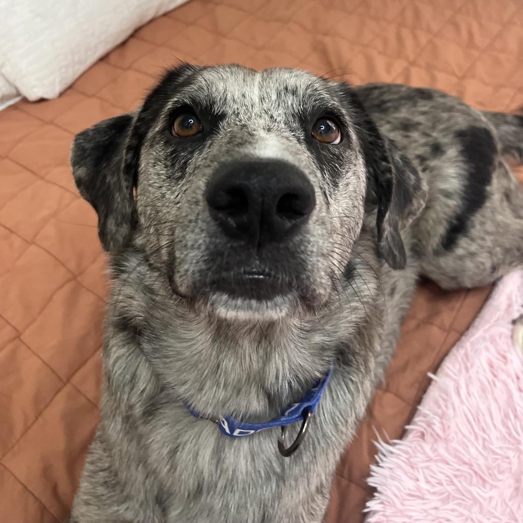 Enlarge Milo, a Adoptable Mixed Breed in Bentonville, AR image 3/6