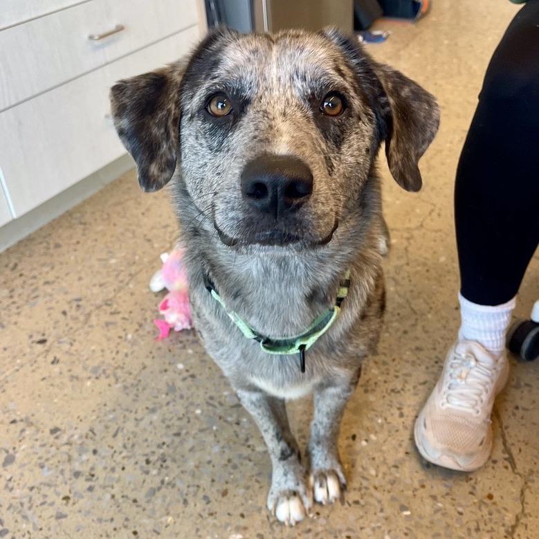 Enlarge Milo, a Adoptable Mixed Breed in Bentonville, AR image 4/6